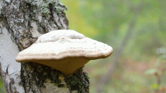 药用蘑菇长在树皮上树蘑菇在树上特写视频