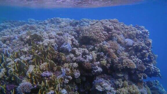 埃及马萨阿拉姆的红海珊瑚礁和热带鱼