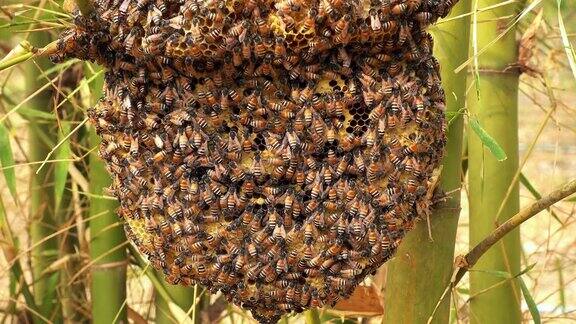 野蜂的蜂巢