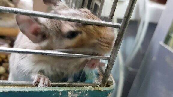 笼子里的栗鼠龙猫笼中的特写镜头笼子里可爱的栗鼠