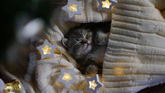 新年树下一只可爱的小猫睡在一条针织毯子里圣诞节