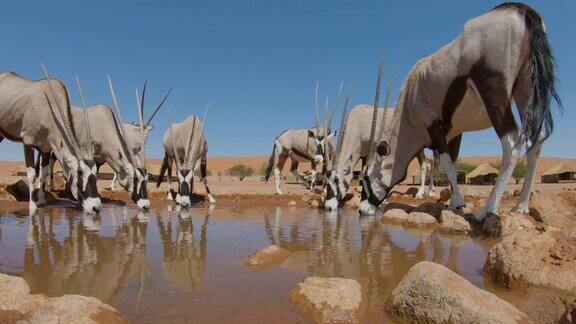 低角度的特写镜头一小群大羚羊(大羚羊)在纳米比亚的狩猎小屋前饮水