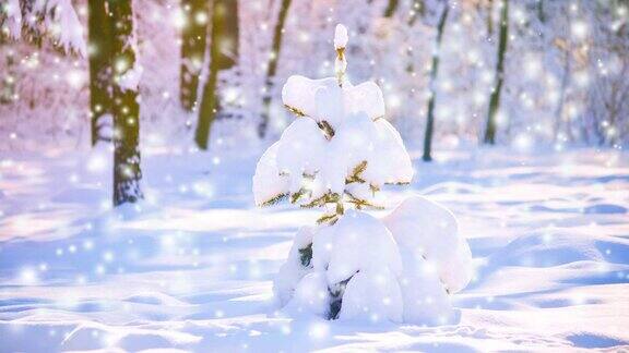 在一个阳光明媚的日子里森林里白雪覆盖着可爱的小圣诞树