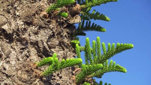 热带南洋杉树对着蓝天近距离观察在塞浦路斯拉纳卡的绿色南洋杉枝
