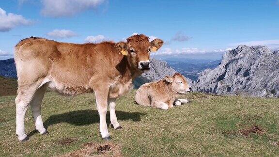 小牛在草地上晒太阳