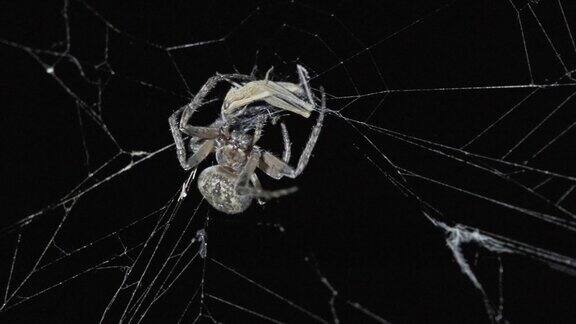 蜘蛛晚上在网上捕食