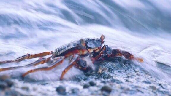 海滩岩石上的螃蟹