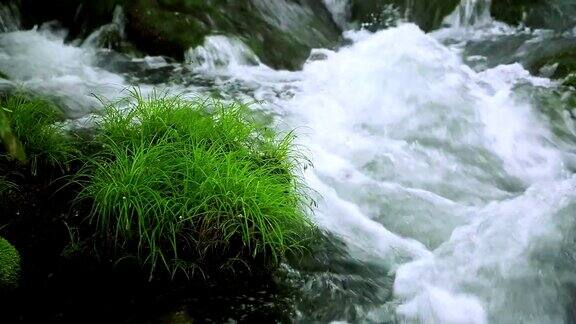 绿林溪流