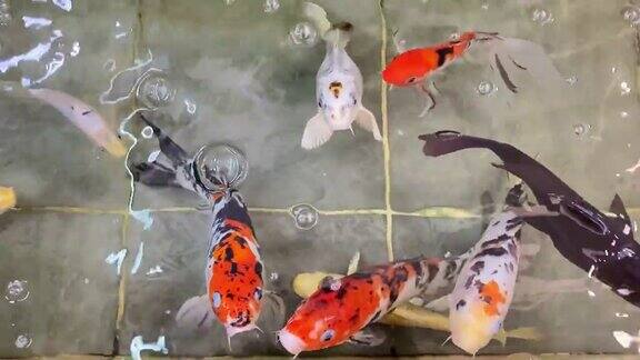 花式鲤鱼或锦鲤在池中游泳日本鲤鱼游