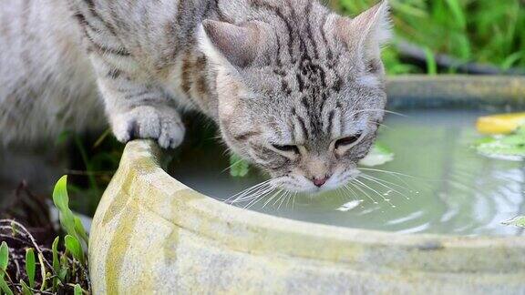慢镜头可爱的虎斑猫美丽的黄眼睛在绿色花园的莲花泥盆喝水