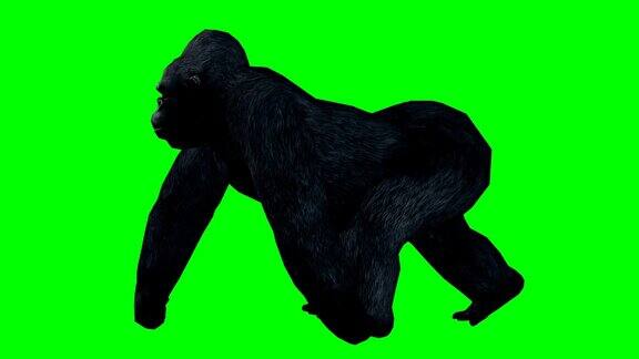 大猩猩行走绿屏(可循环)