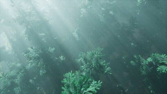 空中的阳光照射在雾蒙蒙的森林里