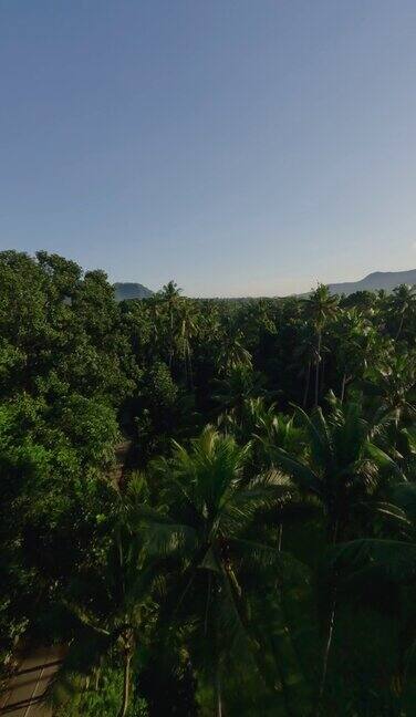 垂直视频阳光明媚的热带森林之间的棕榈树山明亮的阳光4k