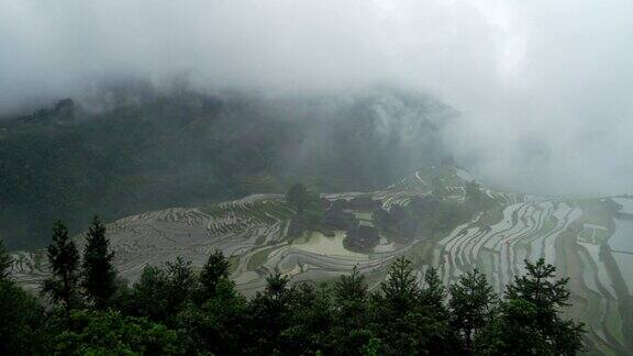 雾中的稻田