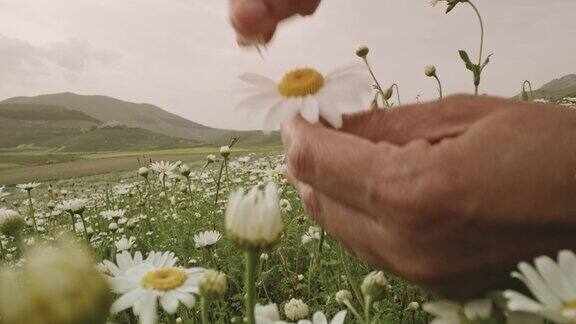 意大利翁布里亚一名女子在野花草地上采摘雏菊花瓣