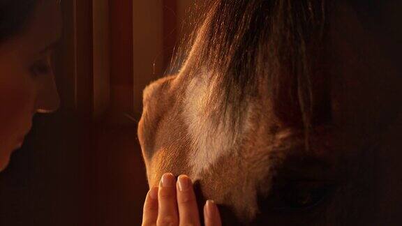 女人轻轻地抚摸着一匹栗色的马