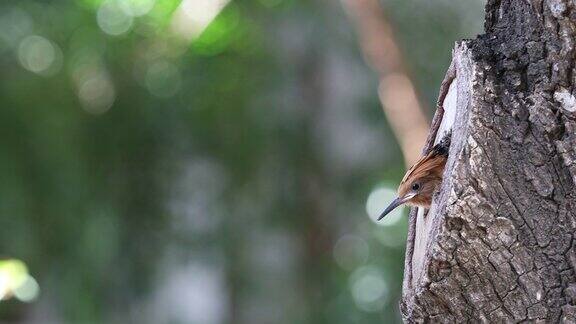 母鸟在树洞的巢里给雏鸟喂食欧亚冠齿鸟或普通冠齿鸟(冠齿鸟)