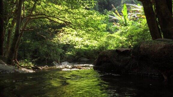 在雨林中流动的溪水