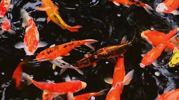 五颜六色的锦鲤在清澈的池塘里游泳