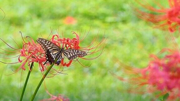 燕尾蝶在红蜘蛛百合上