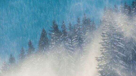 在寒冷明亮的冬日高山森林里的大雪中高大的常绿松树在狂风中摇摆