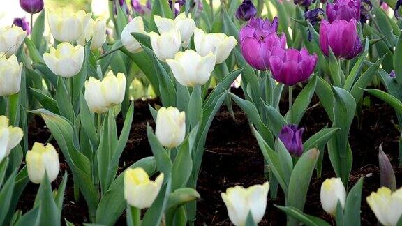 花园里有白色和紫色的郁金香