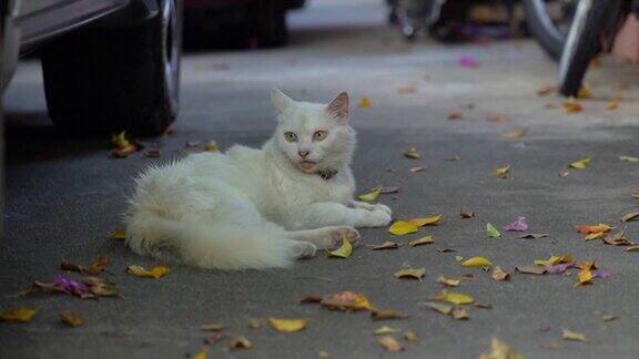 白色波斯猫在车库休息
