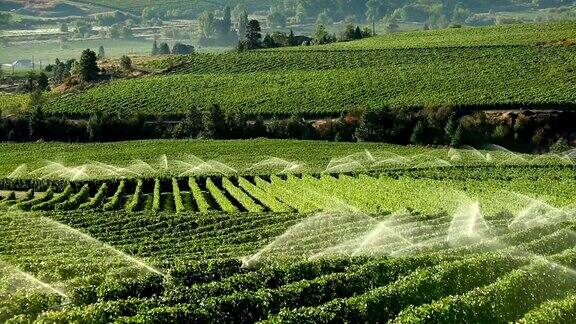 奥肯那根葡萄园的农业灌溉喷灌机