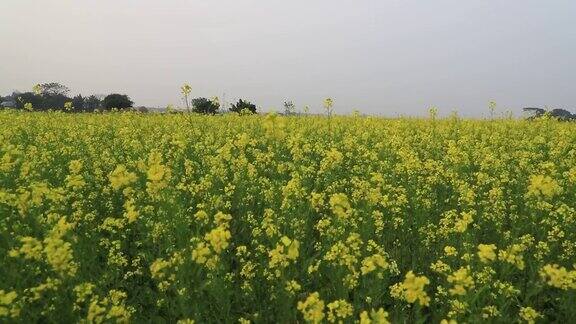 黄色的芥菜花在风中自然的景色在田野里