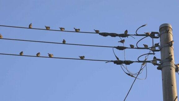麻雀停在电线上
