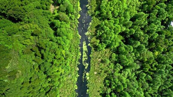 在夏天飞过河流和绿色的森林