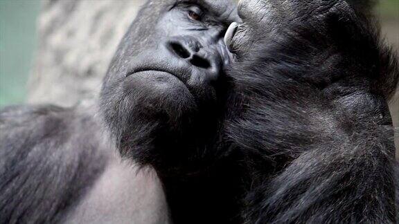 面部姿势和面部护理的雄性大猩猩严重的银背