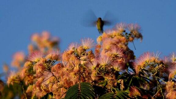 蜂鸟正在吃蚕丝树花