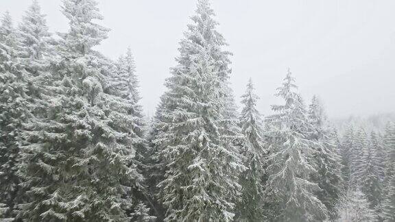 空中拍摄的积雪的树顶