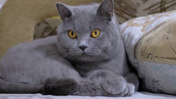 年轻的英国灰色家猫躺在床上积极地监视物体运动4K