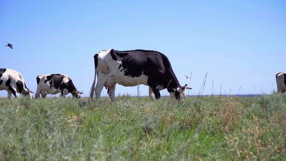 一群在草地上吃草的奶牛4千头