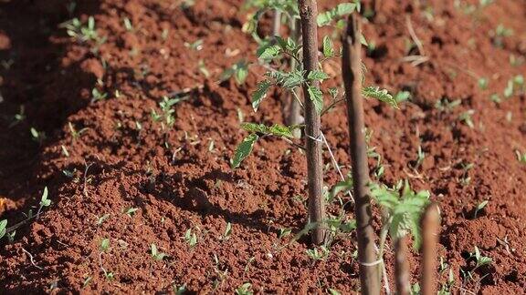 在越南东阳林东种植的番茄和卷心菜