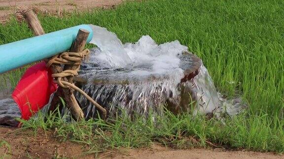 水从管子里流进绿色稻田里的混凝土盆里