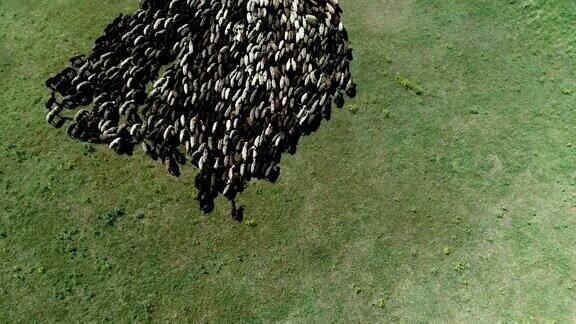 一大群羊