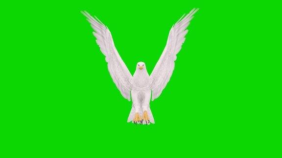 绿色屏幕上的白鹰飞行动画概念动物、野生动物、游戏、返校、3d动画、短视频、电影、卡通、有机、色度键、角色动画、设计元素、可循环