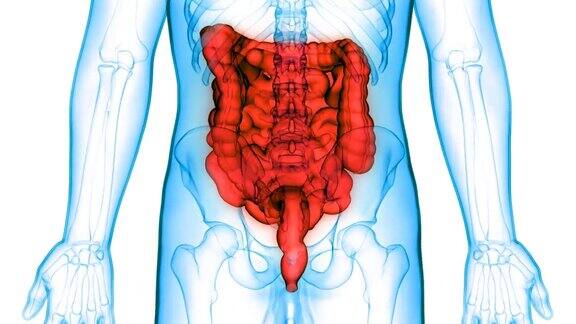 人体消化系统解剖大小肠动画概念