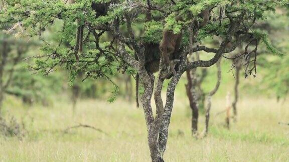 狒狒宝宝在树上玩耍在肯尼亚拍摄的非洲野生动物