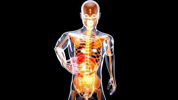 肝脏解剖的三维运动设计概念