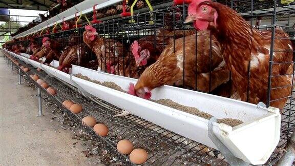 鸡蛋吃食物在农场与鸡蛋托盘