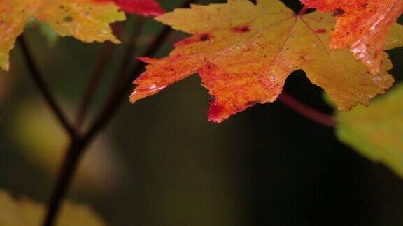 雨后水滴落在充满生气的红色秋叶上