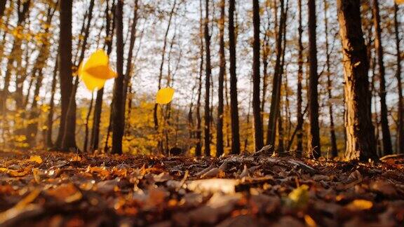 MS超级慢镜头金色的秋叶飘落在宁静的森林里