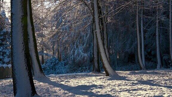 阳光下覆盖着积雪的林地飘落着雪花