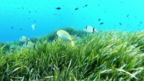 水下景观-非常绿色的波西多尼亚海藻