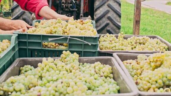 拖拉机拉新鲜成熟的葡萄收获葡萄园实时