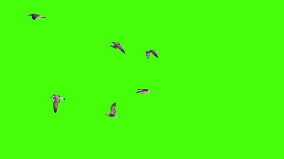 一群海鸥在色度键上飞翔